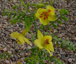 cercidium hybrid nabat desert flower-crop-flower