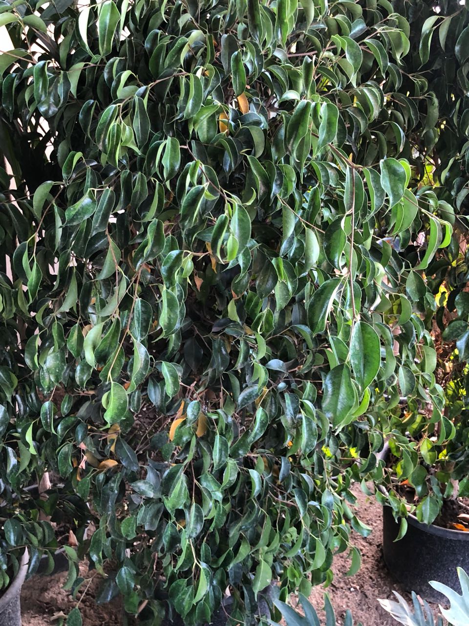 ÙÙŠÙƒØ³ Ø¨Ù†Ø¬Ø§Ù…ÙŠÙ†Ø§ Ficus Benjamina Nabat Delivery The Plant That You Deserve