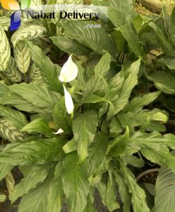 nabatdelivery   Peace Lily (Spathiphyllum)   Peace Lily (Spathiphyllum)