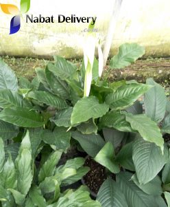 nabatdelivery   Peace Lily (Spathiphyllum)   Peace Lily (Spathiphyllum)