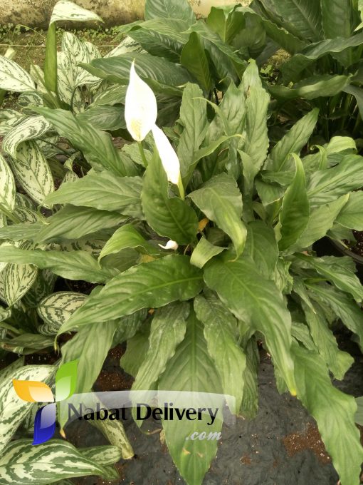 nabatdelivery Peace Lily (Spathiphyllum) Peace Lily (Spathiphyllum)