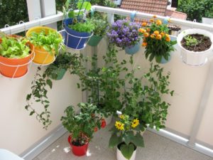 Balcony Design Plants