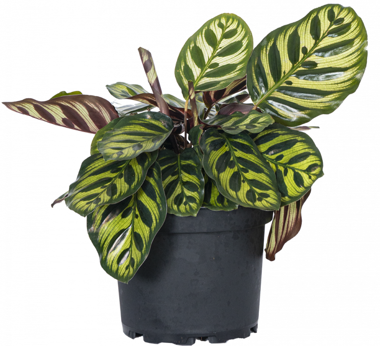 Calathea veitchiana - Nabat Delivery | The Plant That You deserve