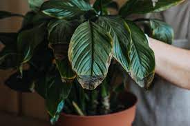Causes of Black Leaves on Peace Lily