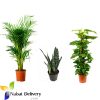 Clean Indoor Air Plants nabatdelivery