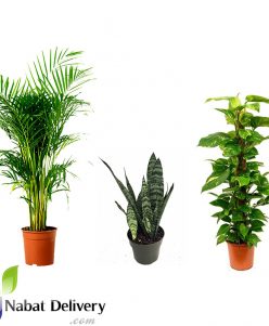 Clean Indoor Air Plants nabatdelivery