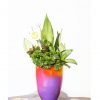 nabatdelivery Colorful pot with indoor plants