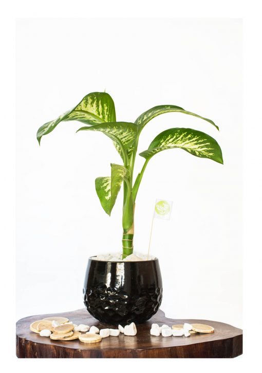 Dieffenbachia with pot (Dumb canes ) nabatdelivery