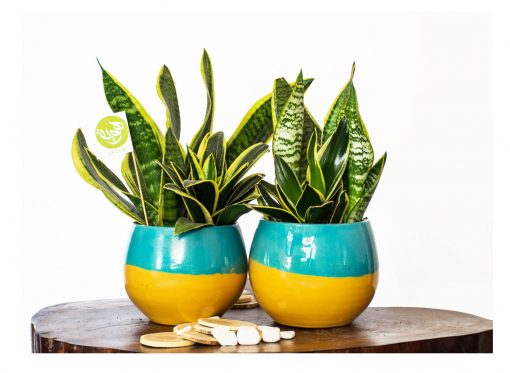 snake plant with colorful nabatdelivery pot