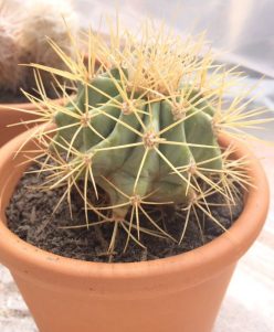 Ferocactus glaucescens (Blue Barrel Cactus) -nabatdelivery