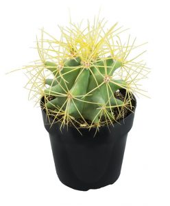 Ferocactus glaucescens (Blue Barrel Cactus) -nabatdelivery