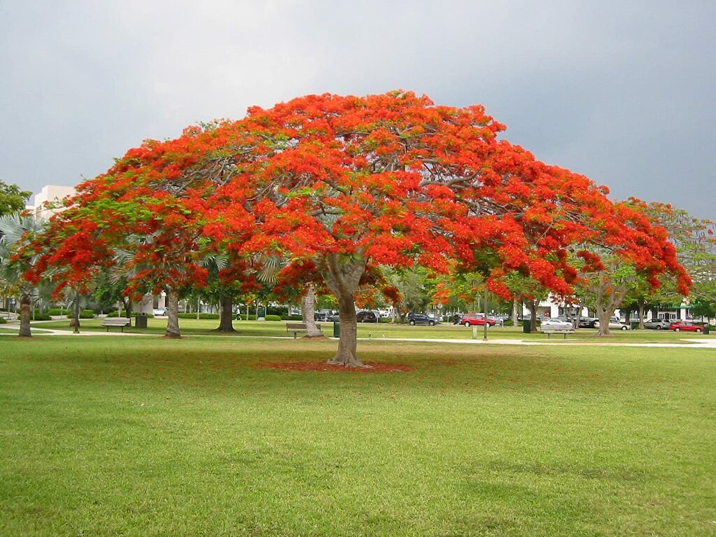 How to Care for a Royal Poinciana Tree nabatdelivery