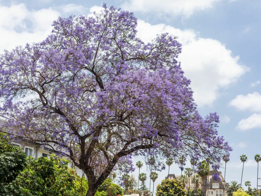 How to Grow and Care for a Jacaranda Tree