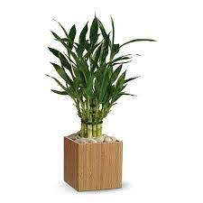 nabatdelivery How to take care of a lucky bamboo plant