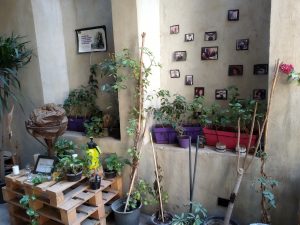 terrace living plants