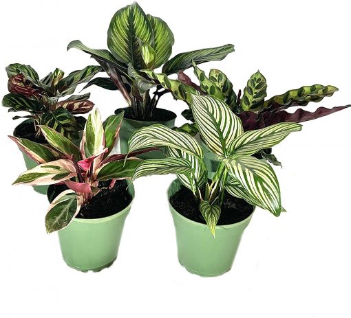nabatdelivery Indoor Houseplant Collection - 5 Plants - Calathea Vittata - Beauty Star - Rattlesnake - Peacock - Triostar Stromanthe - Beautiful Easy to Grow Air Purifying Indoor Plant