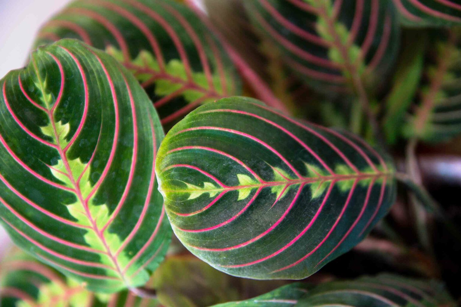 How to Grow and Care for a Prayer Plant Nabat Delivery