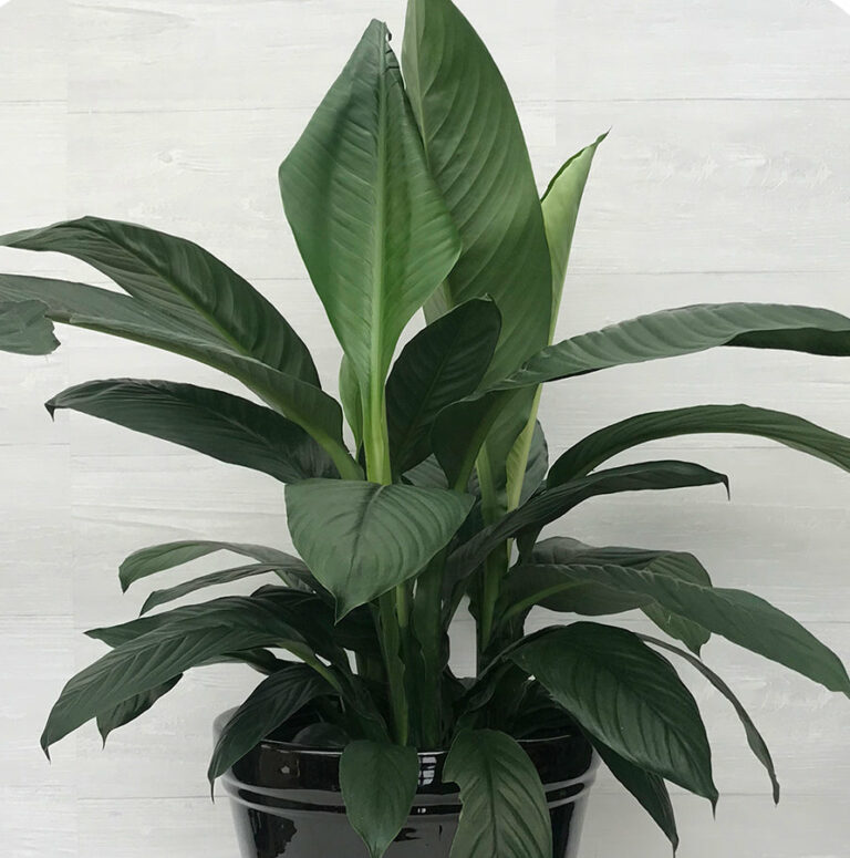 PEACE LILY 'SENSATION' (SPATHIPHYLLUM) Queen Lily - Nabat Delivery ...