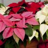 christmas_plants nabatdelivery.com
