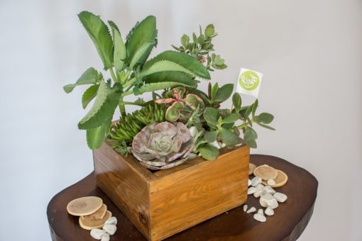 Wood cactus planter nabatdelivery