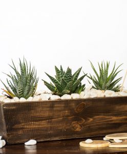 Wooden cactus pot nabatdelivery