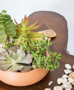 Succulents with pot nabatdelivery