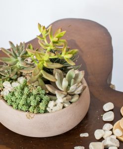 Succulents with pot nabatdelivery