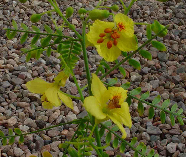 cercidium hybrid nabat desert flower-crop-flower