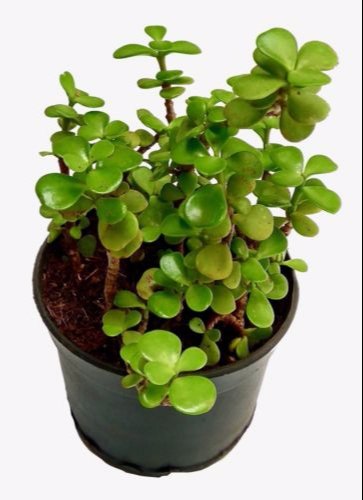jade plant with pot nabat delivery