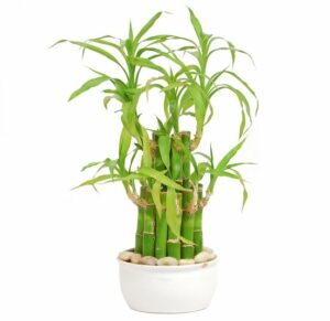 nabatdelivery How to take care of a lucky bamboo plant