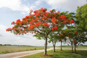 Planting Instructions for Royal Poinciana